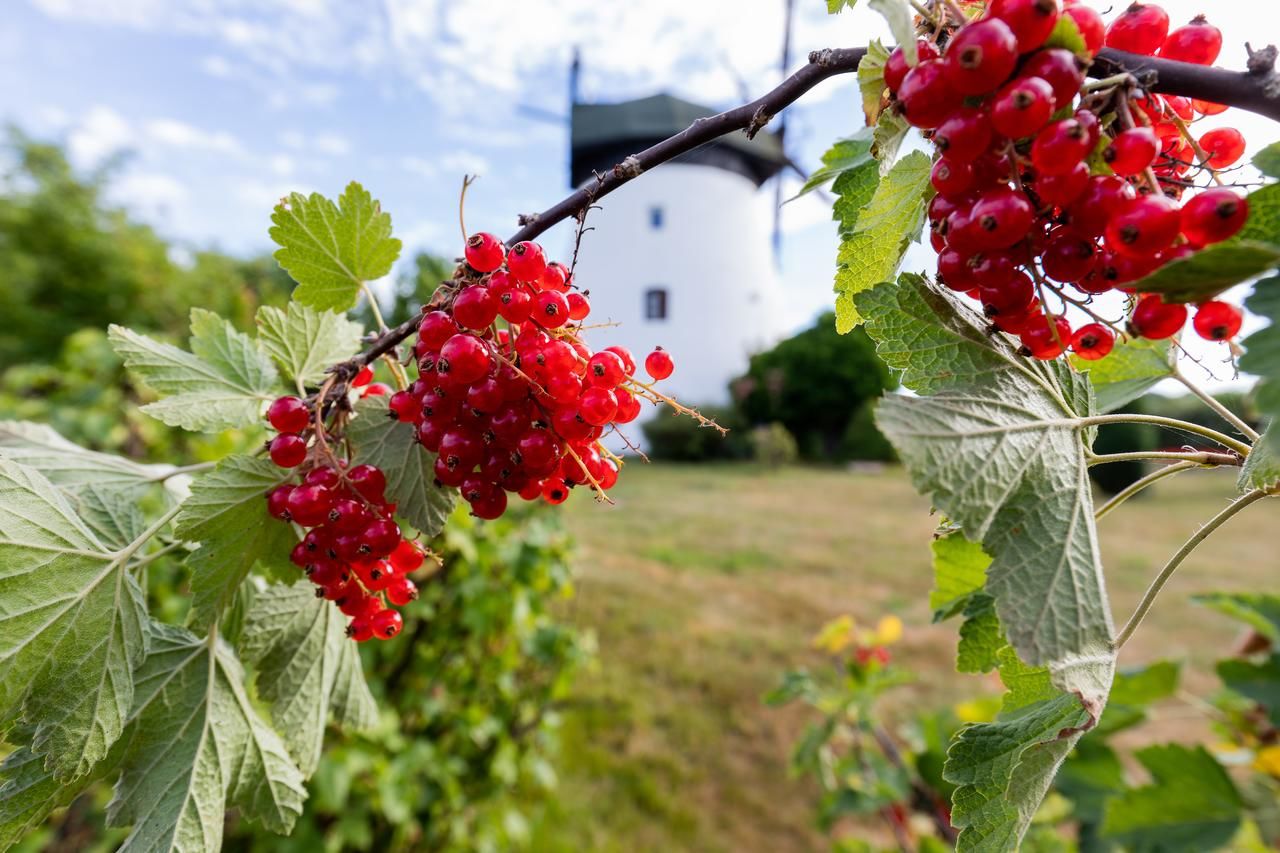 Дома для отпуска Windmill vacation home in Ledzin near Baltic Sea Нехоже-10